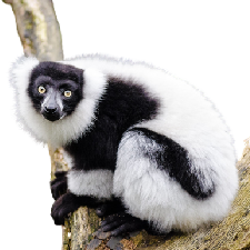 White Ruffed Lemur