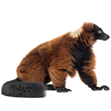 Red Ruffed Lemur