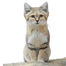 Arab Sand Cat