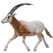 Arabian Oryx