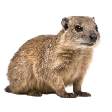 Hyrax