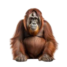 Orangutan