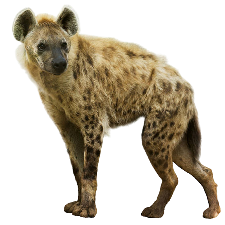 Hyena