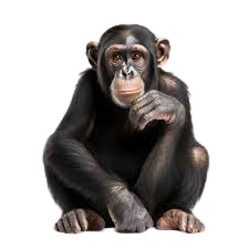 Chimpanzee