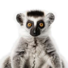 Lemur Black