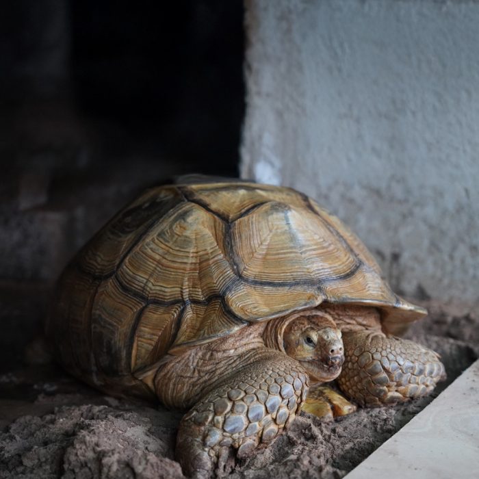 African Spurred Tortoise