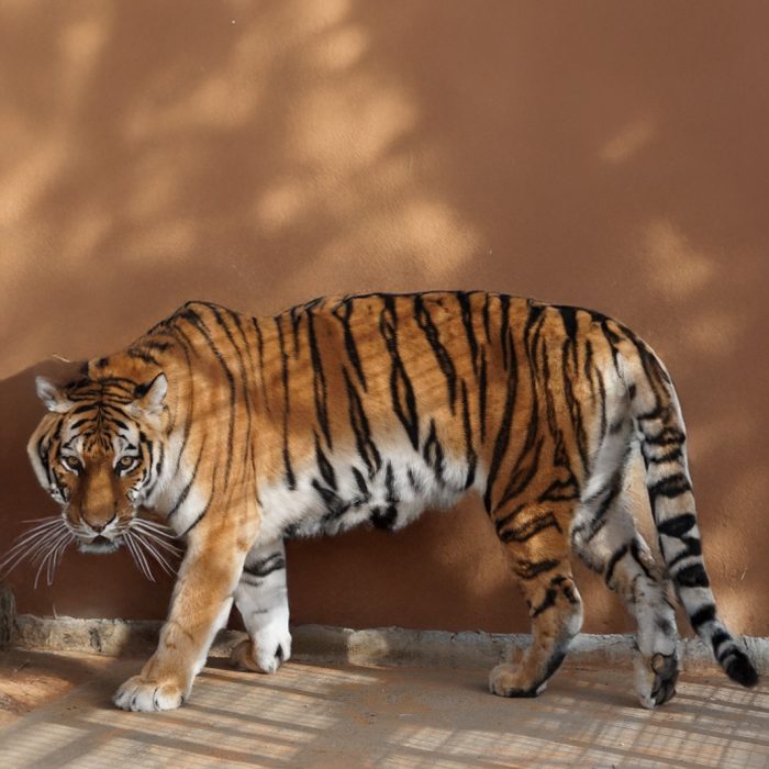 Bengal Tiger
