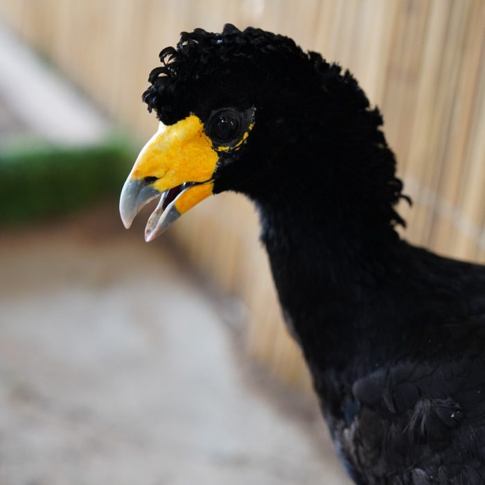 Black Curassow