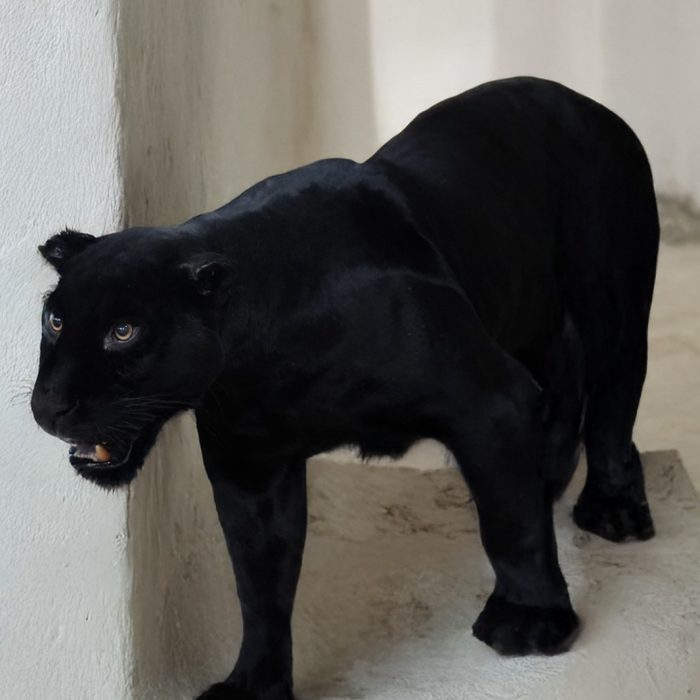 Black Jaguar