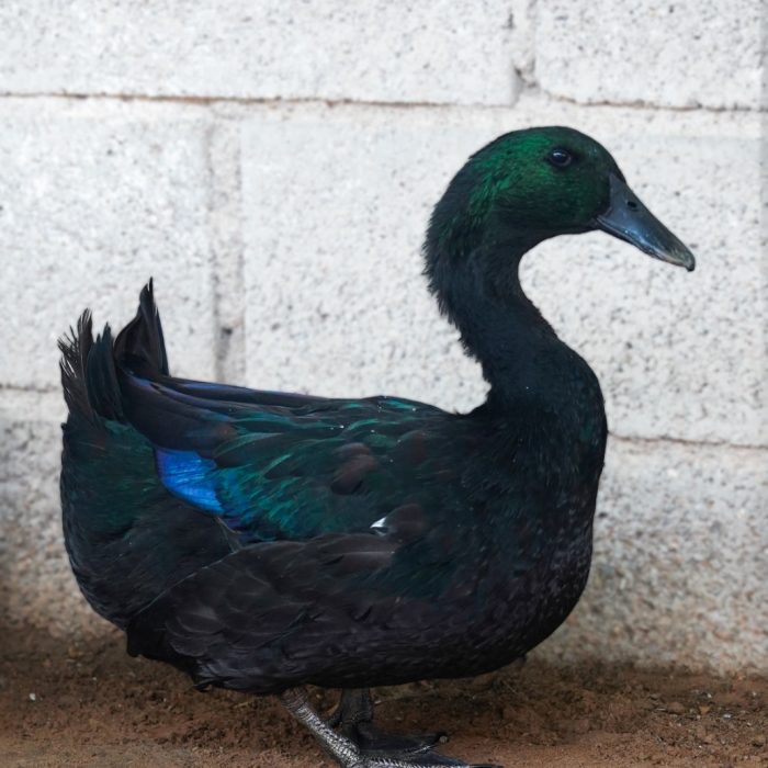 Cayuga Duck