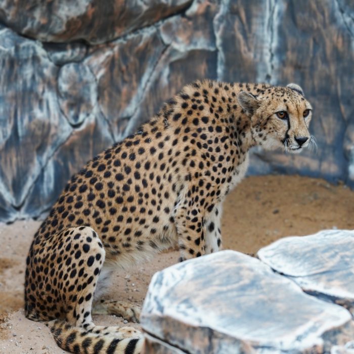 Cheetah