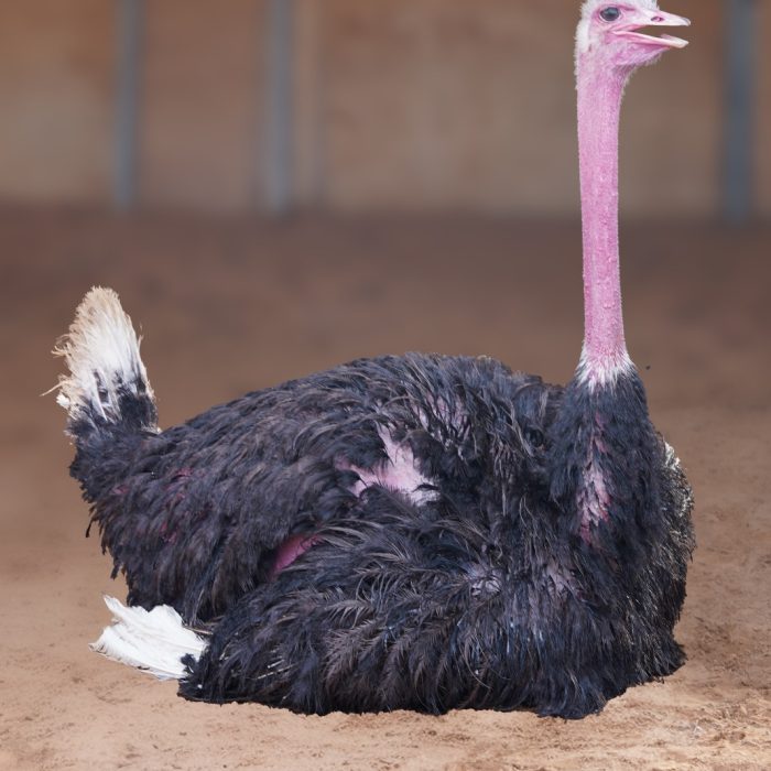 Common Ostrich