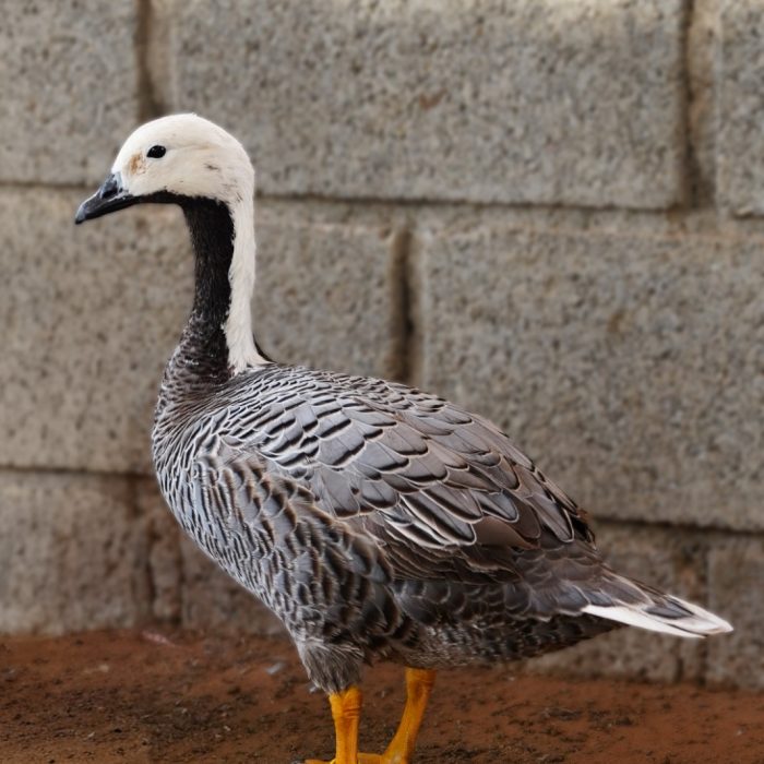 Emperor Goose