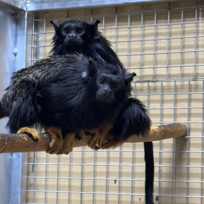Goeldi's marmoset