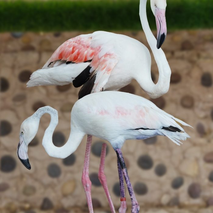 Greater Flamingo