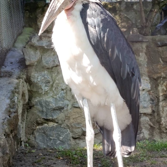 Marabou Stork