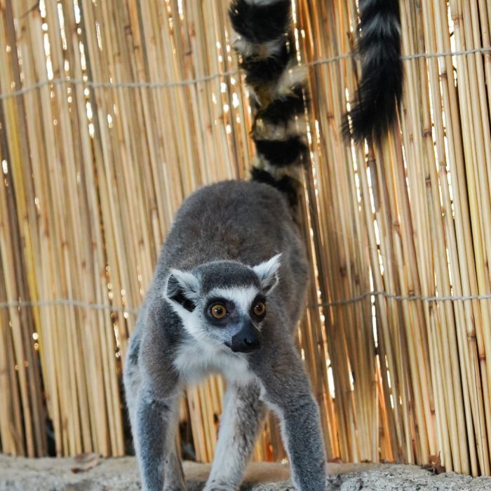Ring-Tailed Lemur