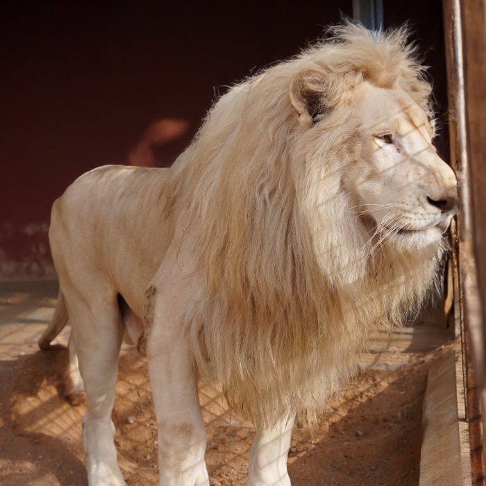 White Lion