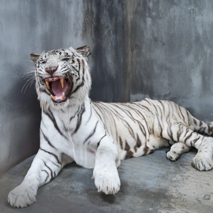 White Tiger
