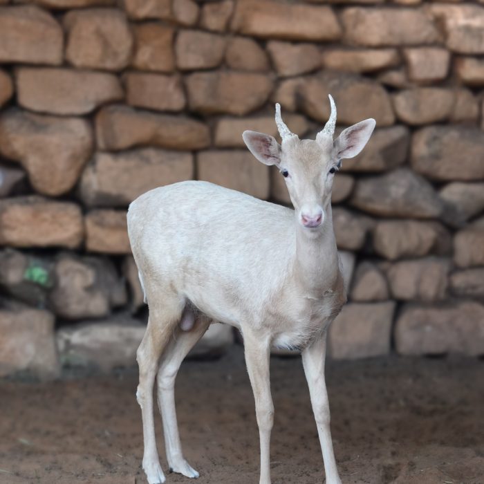 Albino Fallow Deer