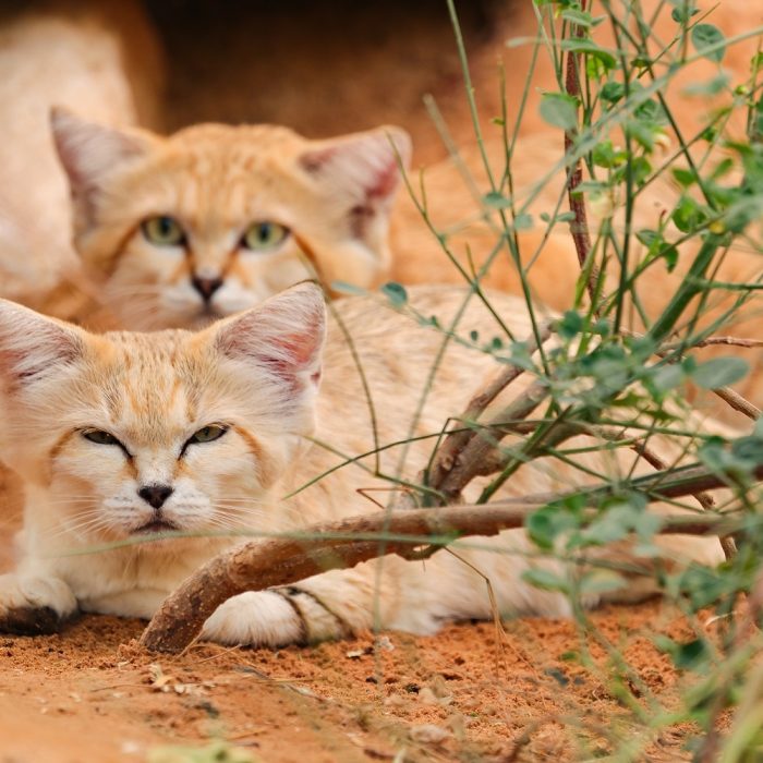 Sand Cat