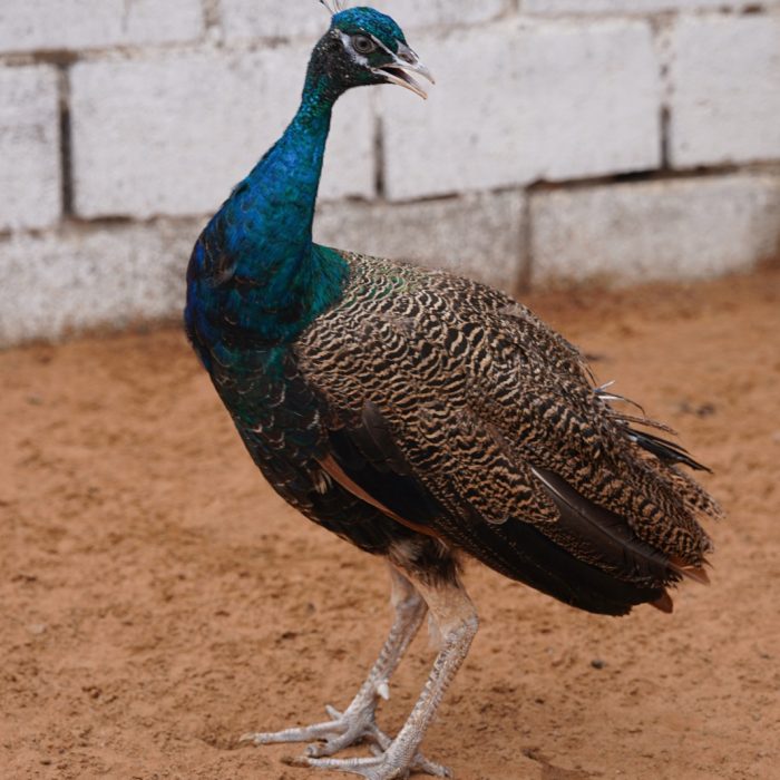 Peafowl